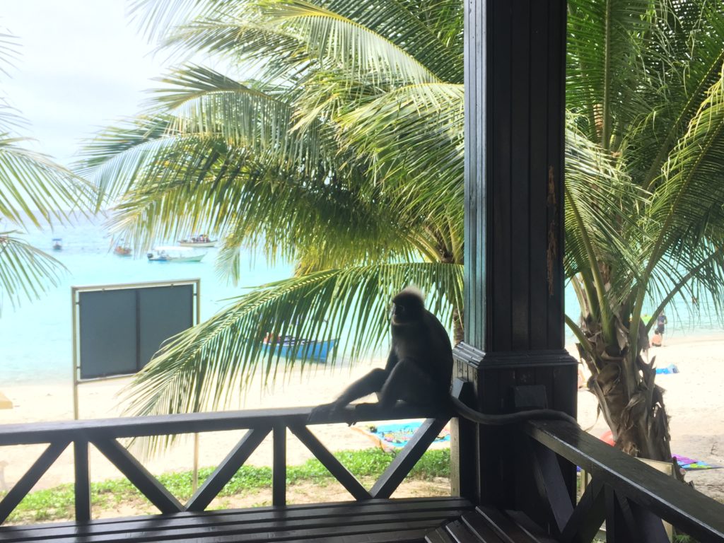 singe plage en malaisie